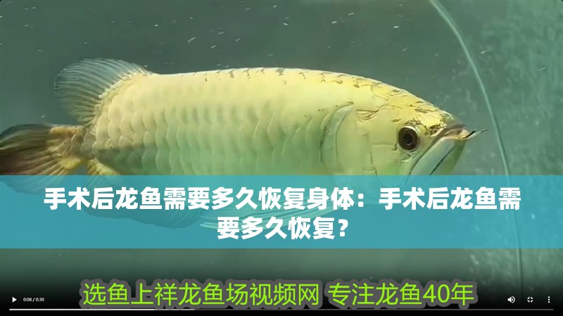 手術后龍魚需要多久恢復身體：手術后龍魚需要多久恢復？
