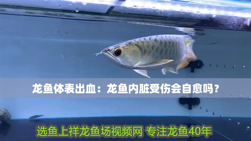 龍魚體表出血：龍魚內(nèi)臟受傷會自愈嗎？