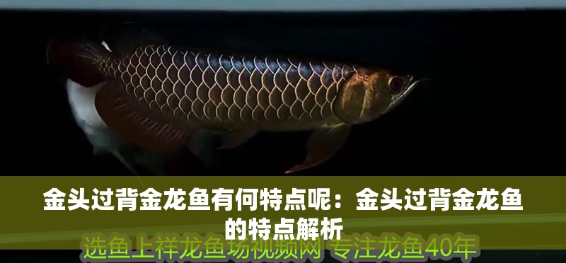 金頭過背金龍魚有何特點呢：金頭過背金龍魚的特點解析