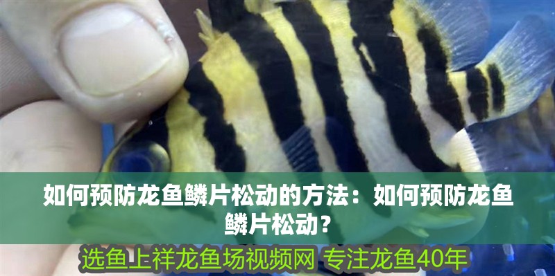如何預防龍魚鱗片松動的方法：如何預防龍魚鱗片松動？