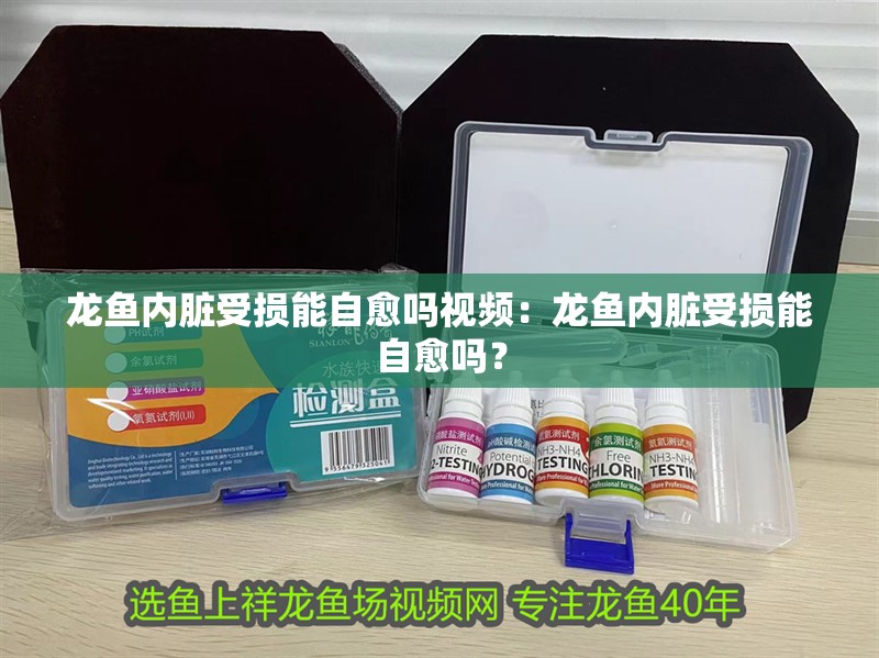龍魚內臟受損能自愈嗎視頻：龍魚內臟受損能自愈嗎？