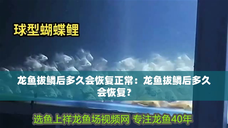 龍魚拔鱗后多久會恢復正常：龍魚拔鱗后多久會恢復？