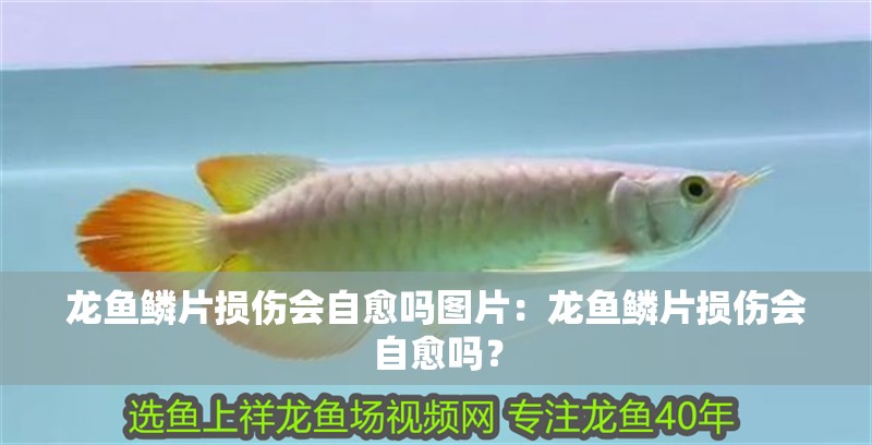 龍魚鱗片損傷會自愈嗎圖片：龍魚鱗片損傷會自愈嗎？