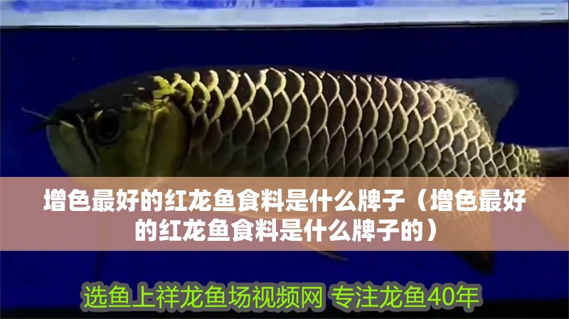 增色最好的紅龍魚(yú)食料是什么牌子（增色最好的紅龍魚(yú)食料是什么牌子的）