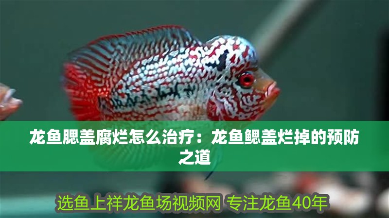 龍魚腮蓋腐爛怎么治療：龍魚鰓蓋爛掉的預防之道