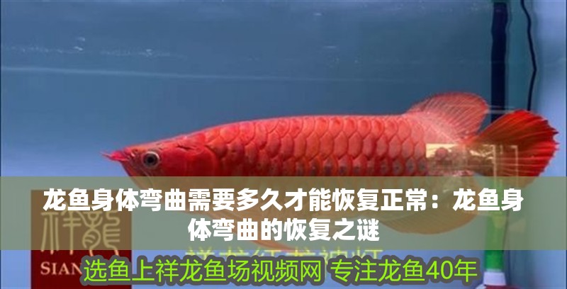 龍魚身體彎曲需要多久才能恢復正常：龍魚身體彎曲的恢復之謎