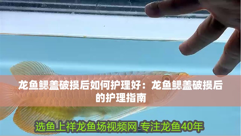 龍魚鰓蓋破損后如何護理好：龍魚鰓蓋破損后的護理指南