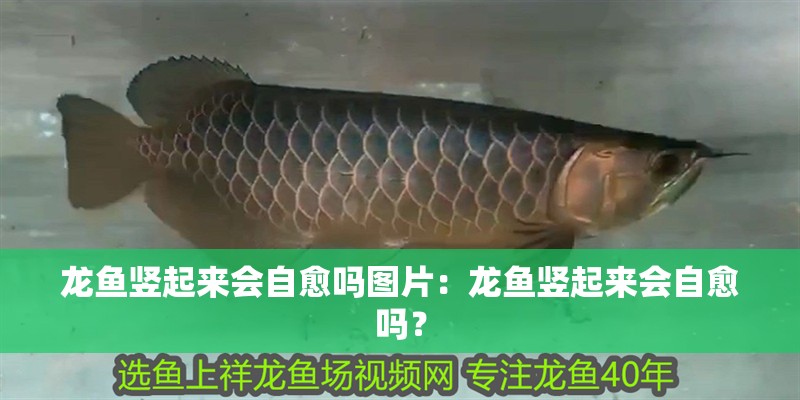 龍魚豎起來會自愈嗎圖片：龍魚豎起來會自愈嗎？
