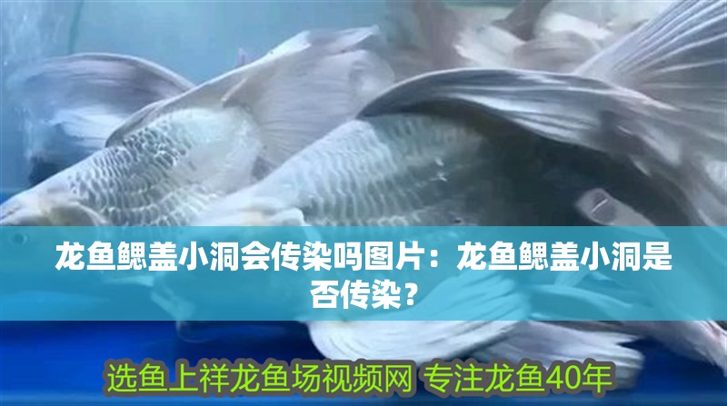 龍魚鰓蓋小洞會傳染嗎圖片：龍魚鰓蓋小洞是否傳染？