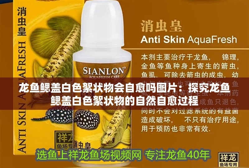 龍魚鰓蓋白色絮狀物會(huì)自愈嗎圖片：探究龍魚鰓蓋白色絮狀物的自然自愈過程