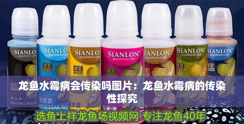 龍魚水霉病會(huì)傳染嗎圖片：龍魚水霉病的傳染性探究