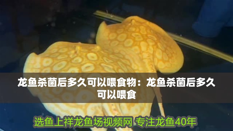 龍魚殺菌后多久可以喂食物：龍魚殺菌后多久可以喂食