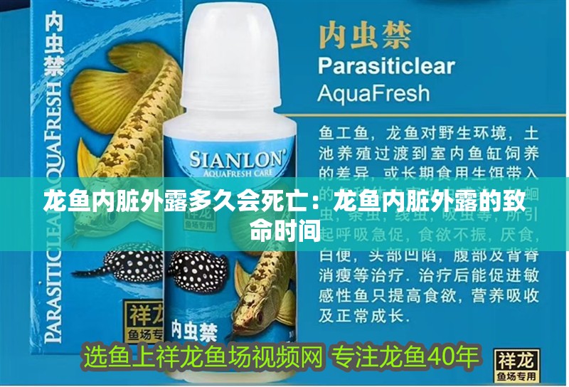 龍魚內(nèi)臟外露多久會(huì)死亡：龍魚內(nèi)臟外露的致命時(shí)間