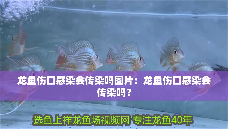 龍魚傷口感染會傳染嗎圖片：龍魚傷口感染會傳染嗎？