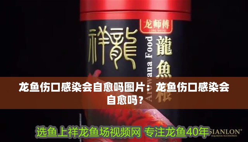 龍魚傷口感染會自愈嗎圖片：龍魚傷口感染會自愈嗎？