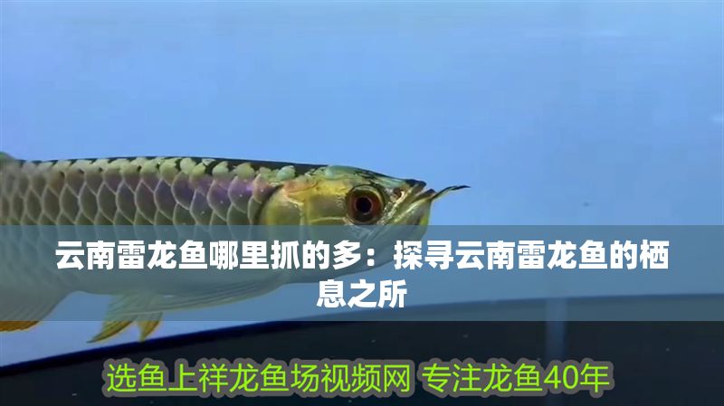 云南雷龍魚(yú)哪里抓的多：探尋云南雷龍魚(yú)的棲息之所
