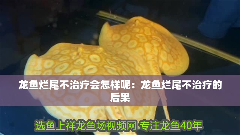 龍魚爛尾不治療會怎樣呢：龍魚爛尾不治療的后果