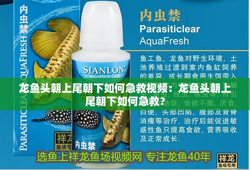 龍魚(yú)頭朝上尾朝下如何急救視頻：龍魚(yú)頭朝上尾朝下如何急救？ 龍魚(yú)頭朝上尾朝下如何急救視頻：龍魚(yú)頭朝上尾朝下如何急救？ 水族問(wèn)答