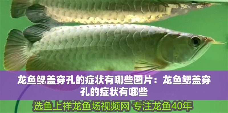 龍魚鰓蓋穿孔的癥狀有哪些圖片：龍魚鰓蓋穿孔的癥狀有哪些
