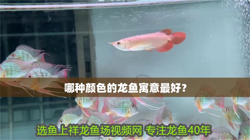 哪種顏色的龍魚寓意最好？