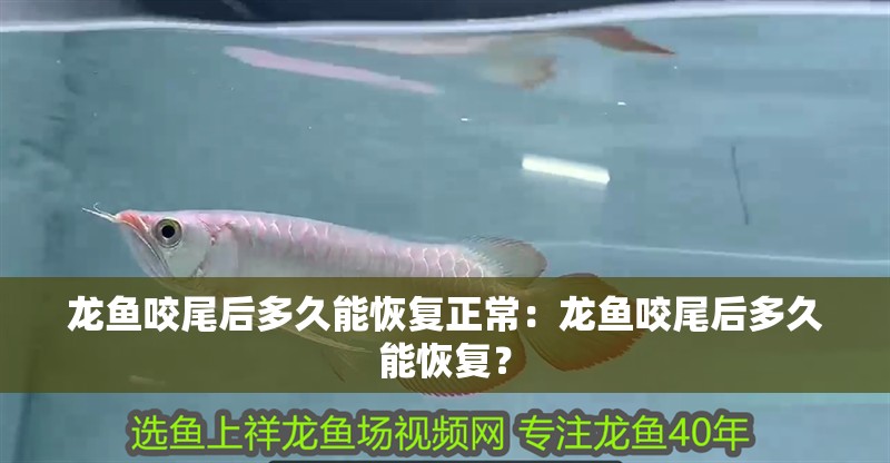 龍魚咬尾后多久能恢復正常：龍魚咬尾后多久能恢復？