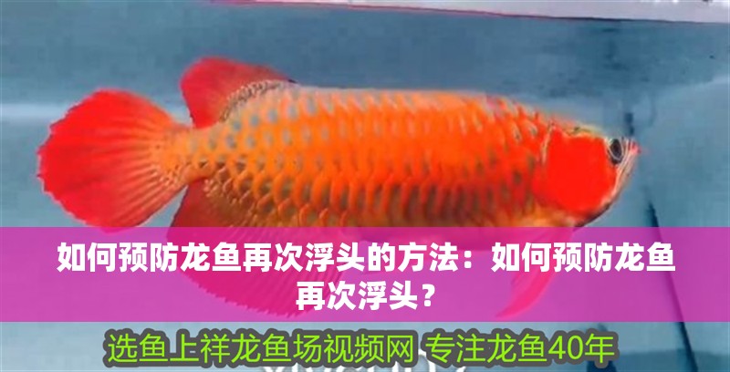 如何預防龍魚再次浮頭的方法：如何預防龍魚再次浮頭？