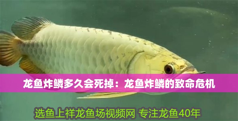 龍魚炸鱗多久會(huì)死掉：龍魚炸鱗的致命危機(jī)