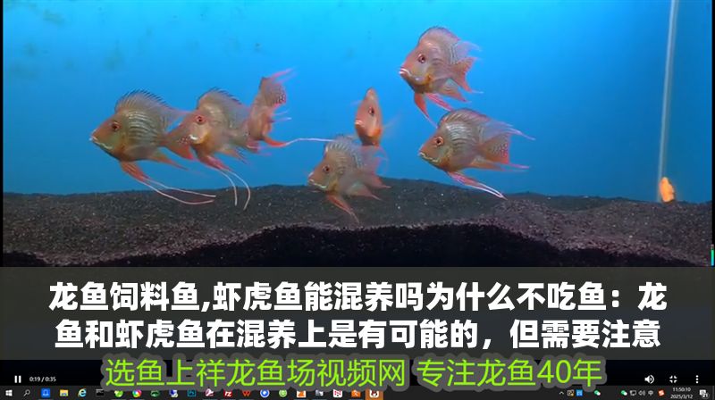 龍魚飼料魚,蝦虎魚能混養嗎為什么不吃魚：龍魚和蝦虎魚在混養上是有可能的，但需要注意上述條件和風險
