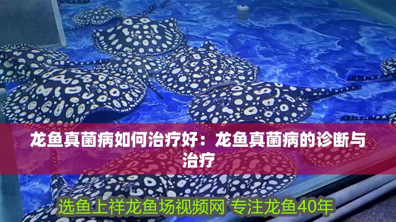 龍魚真菌病如何治療好：龍魚真菌病的診斷與治療