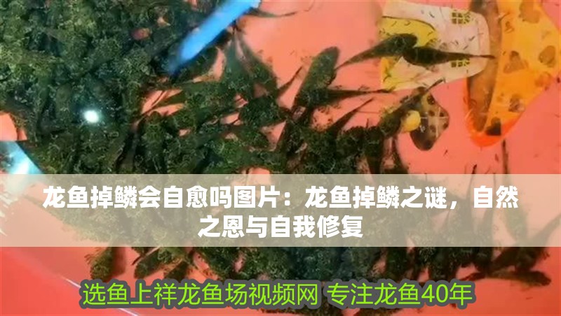 龍魚掉鱗會自愈嗎圖片：龍魚掉鱗之謎，自然之恩與自我修復