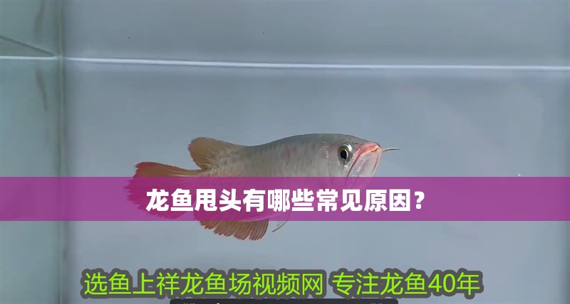 龍魚甩頭有哪些常見原因？