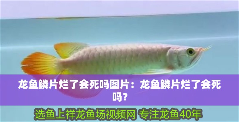 龍魚鱗片爛了會(huì)死嗎圖片：龍魚鱗片爛了會(huì)死嗎？