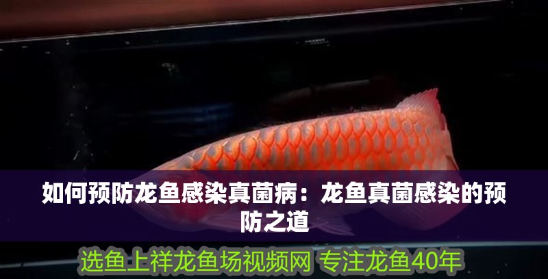 如何預防龍魚感染真菌病：龍魚真菌感染的預防之道