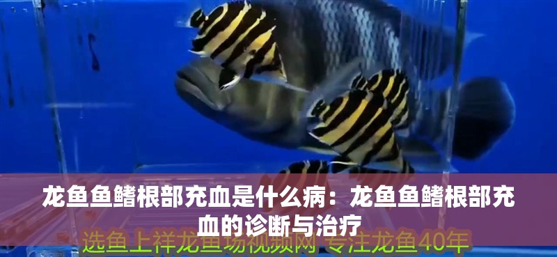 龍魚魚鰭根部充血是什么病：龍魚魚鰭根部充血的診斷與治療