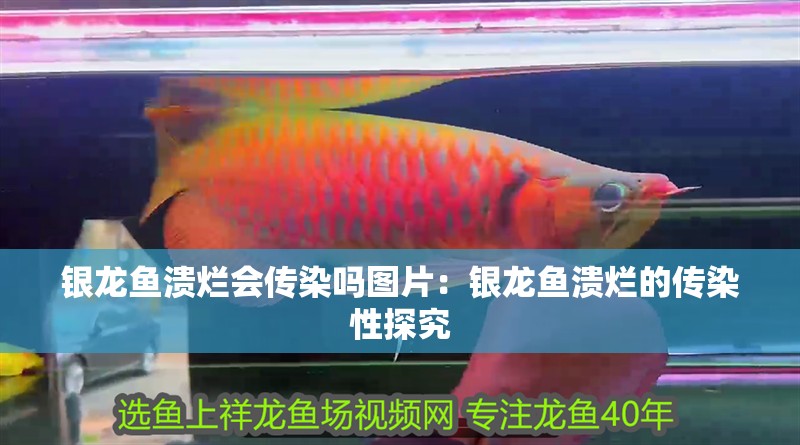 銀龍魚潰爛會傳染嗎圖片：銀龍魚潰爛的傳染性探究