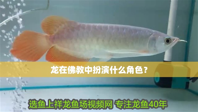 龍在佛教中扮演什么角色？