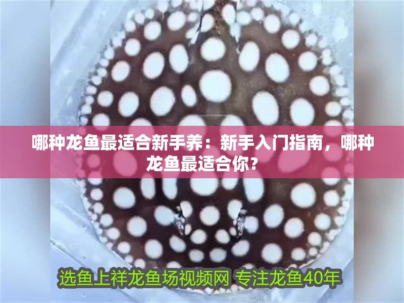 哪種龍魚最適合新手養：新手入門指南，哪種龍魚最適合你？