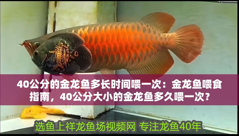 40公分的金龍魚多長時間喂一次：金龍魚喂食指南，40公分大小的金龍魚多久喂一次？
