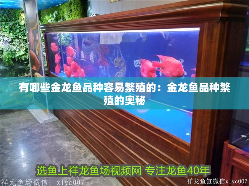 有哪些金龍魚品種容易繁殖的：金龍魚品種繁殖的奧秘