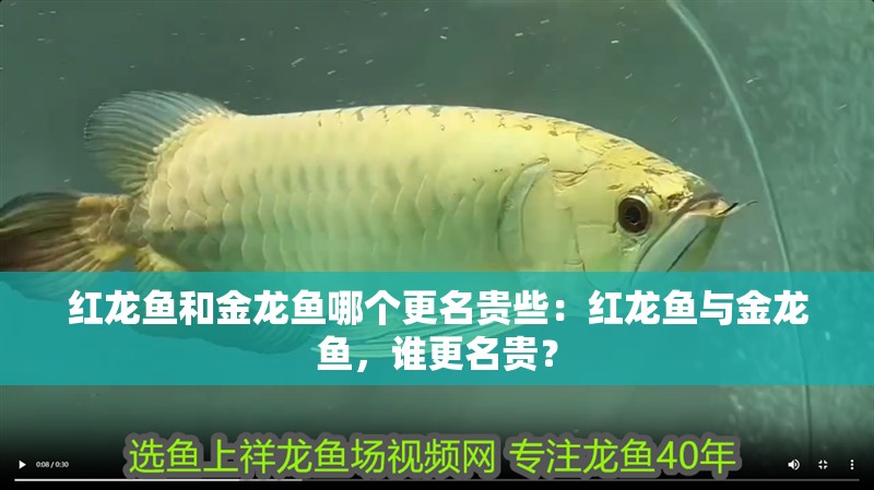 紅龍魚和金龍魚哪個(gè)更名貴些：紅龍魚與金龍魚，誰更名貴？