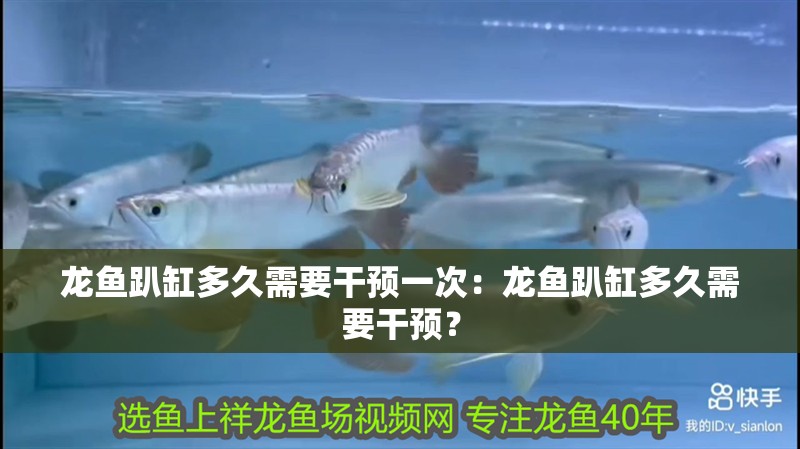 龍魚趴缸多久需要干預(yù)一次：龍魚趴缸多久需要干預(yù)？