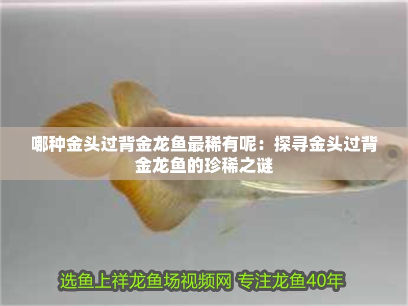 哪種金頭過(guò)背金龍魚最稀有呢：探尋金頭過(guò)背金龍魚的珍稀之謎