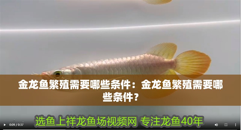 金龍魚繁殖需要哪些條件：金龍魚繁殖需要哪些條件？