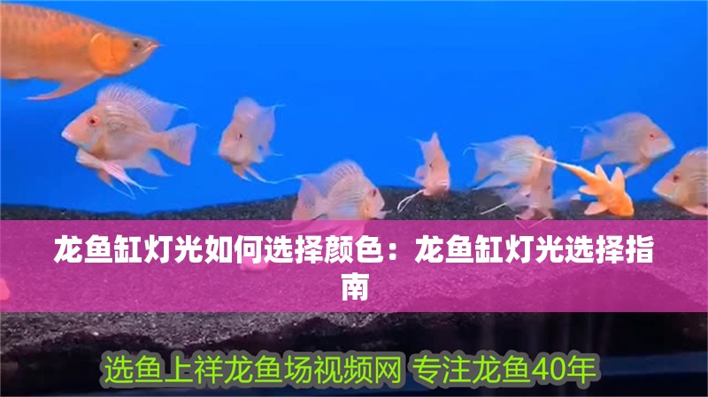 龍魚缸燈光如何選擇顏色：龍魚缸燈光選擇指南