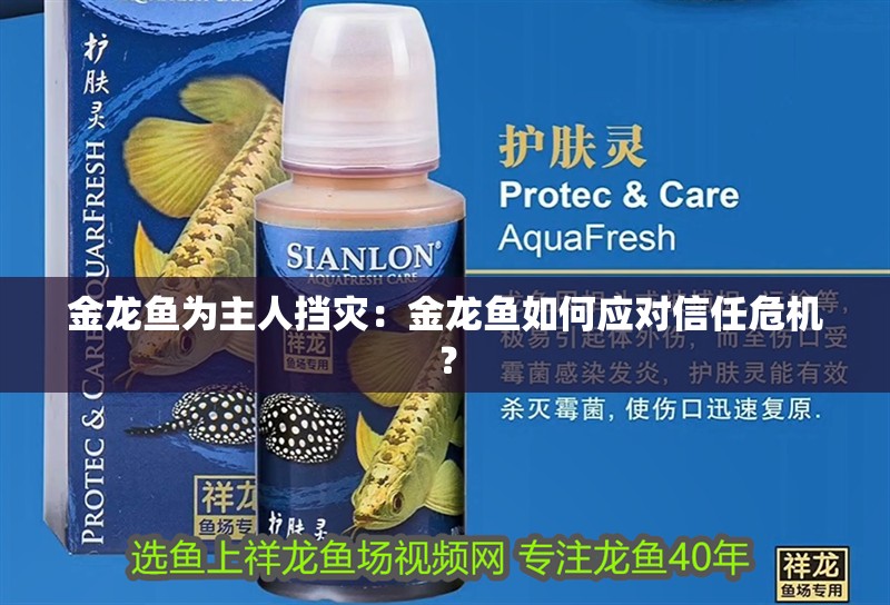 金龍魚為主人擋災：金龍魚如何應對信任危機？