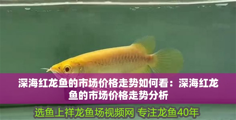 深海紅龍魚的市場價格走勢如何看：深海紅龍魚的市場價格走勢分析