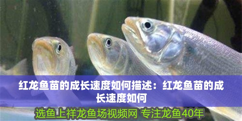 紅龍魚苗的成長速度如何描述：紅龍魚苗的成長速度如何