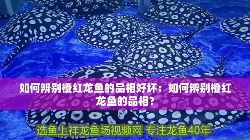 如何辨別橙紅龍魚的品相好壞：如何辨別橙紅龍魚的品相？