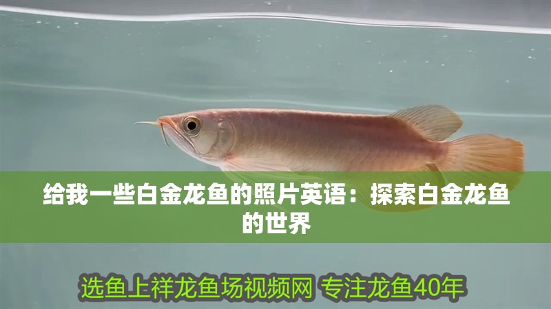 給我一些白金龍魚的照片英語：探索白金龍魚的世界