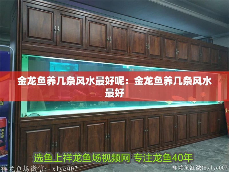 金龍魚養(yǎng)幾條風(fēng)水最好呢：金龍魚養(yǎng)幾條風(fēng)水最好